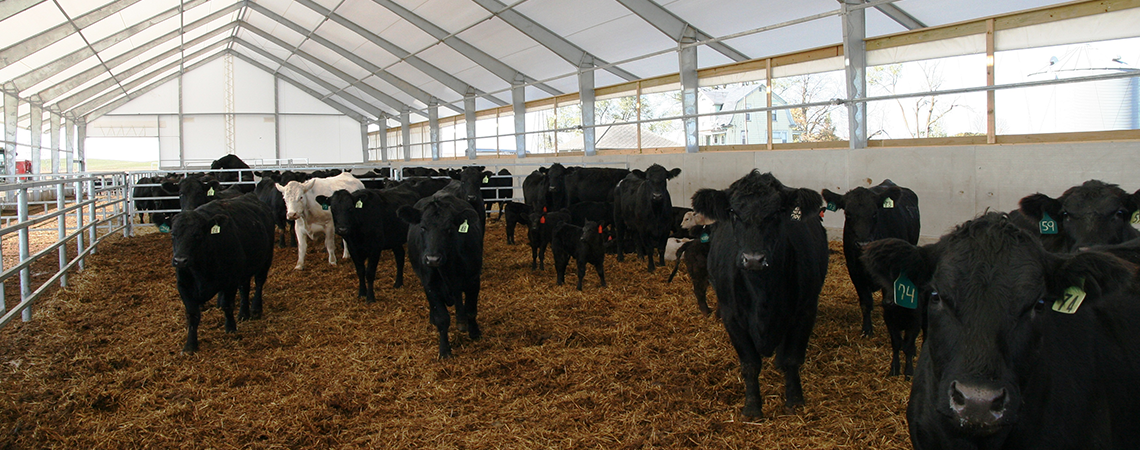 cows inside tension fabric building