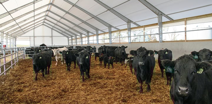 Gall Cattle Farm